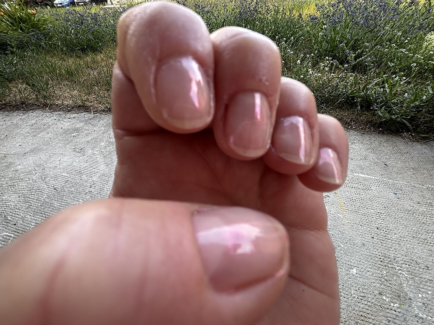 Schmeichelt jeder Hand